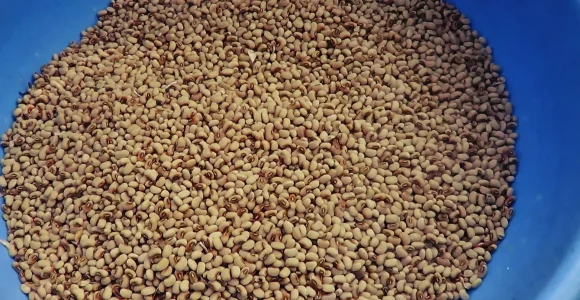 brown_lentil